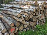 Bild zu Kaminholz Stammholz Birke 2,50 m lang